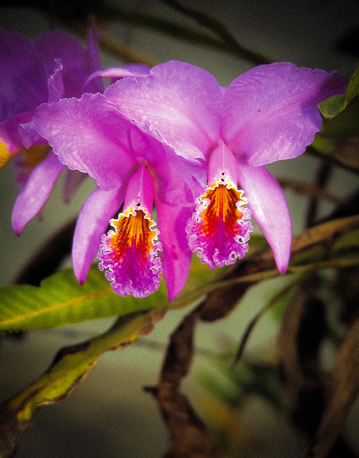 Flowers Still Life Photograph - Orquideas Flor de Mayo del bosque nublado by Juan Carlos Lopez