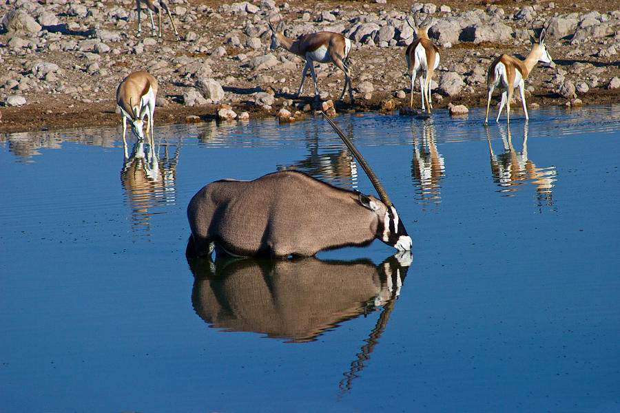Oryx Etosha Waterhole Photograph by David Kleinsasser