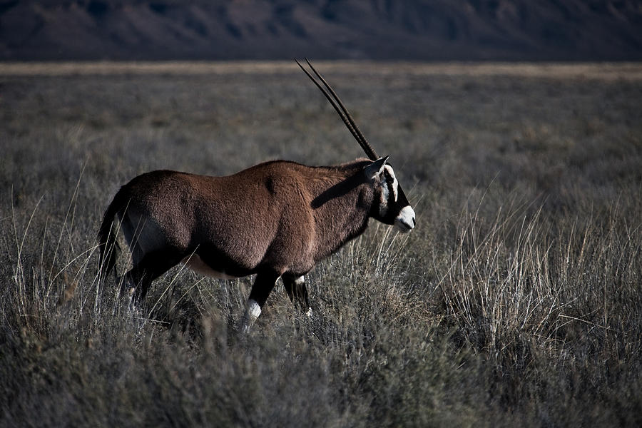 Oryx in New Mexico Photograph by Ralf Kaiser