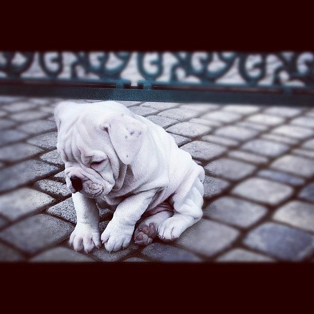 Brick Photograph - #oscar #puppy #dog #white #black by Peter Rotolo