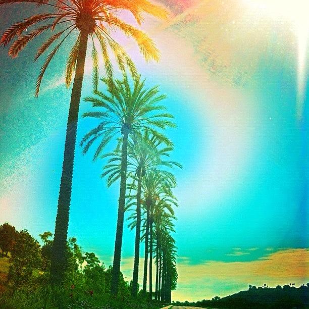 Nature Photograph - Oside Blvd. #hometown #palmtrees by Romel Tropel