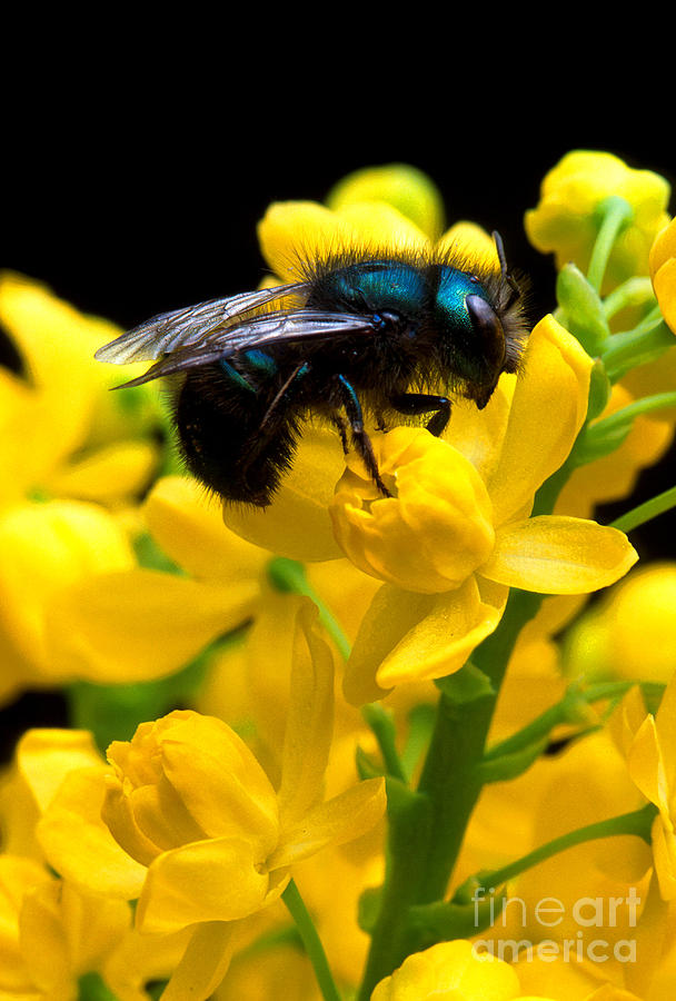 Osmia Ribifloris Bee Photograph by Science Source