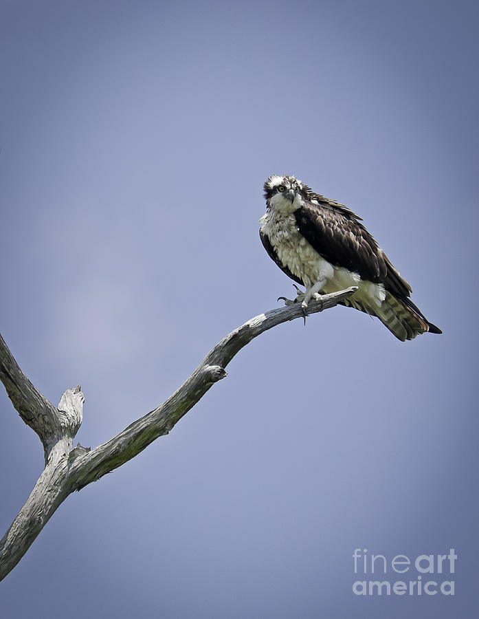 Osprey   Photograph by David Waldrop