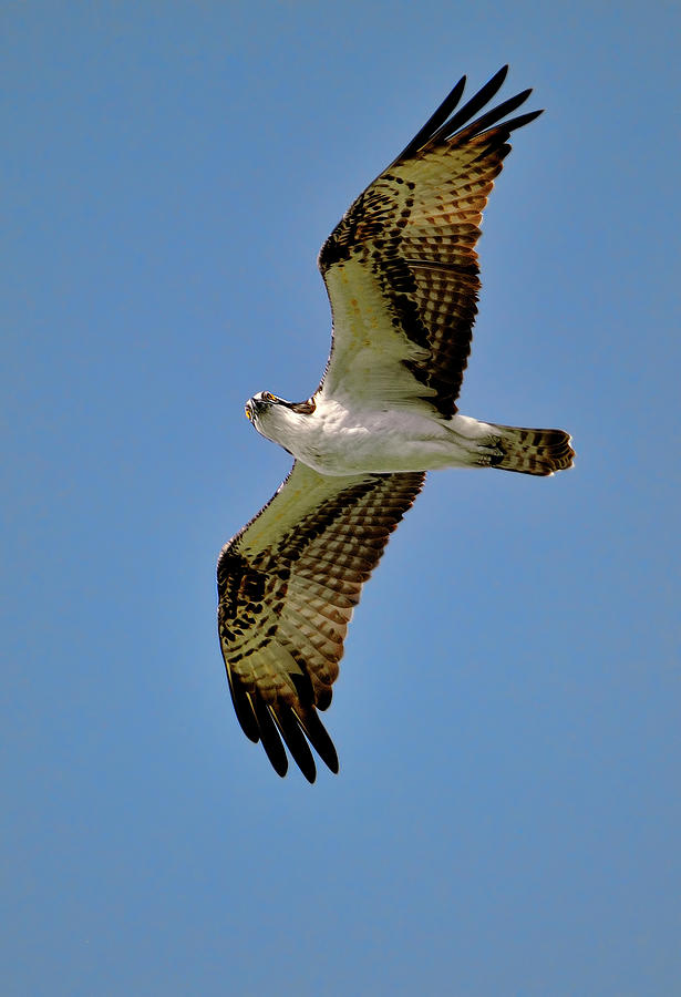 Osprey above Photograph by Bill Dodsworth