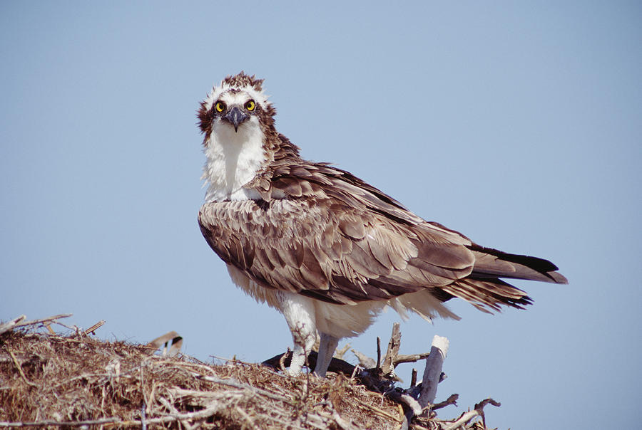 Osprey Adult Perching On Nest Baja Photograph by Tim Fitzharris