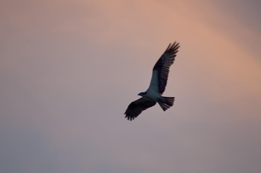 Osprey Photograph - Osprey Against the Colorful Sky by Bill Cannon