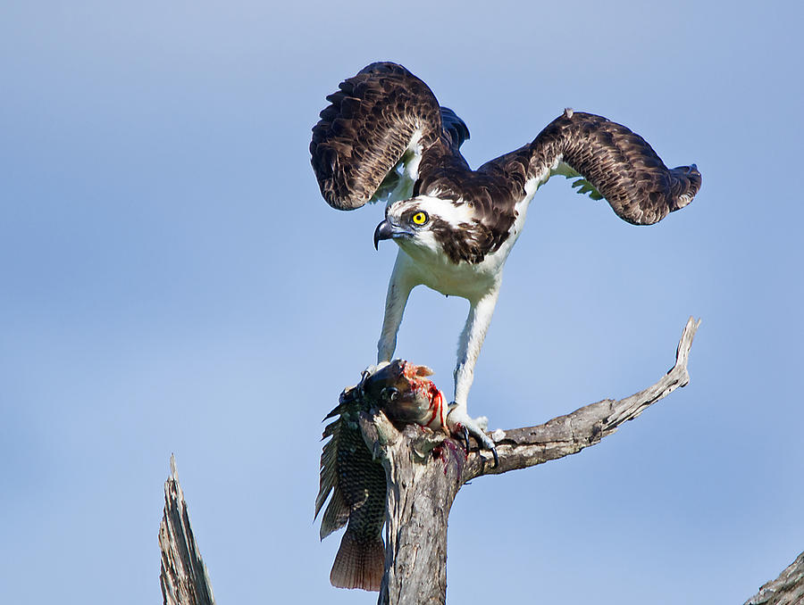 Osprey and Breakfast 2 Photograph by Kenneth Albin