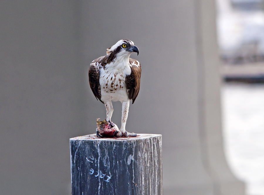 Osprey and Sushi Photograph by Kenneth Albin