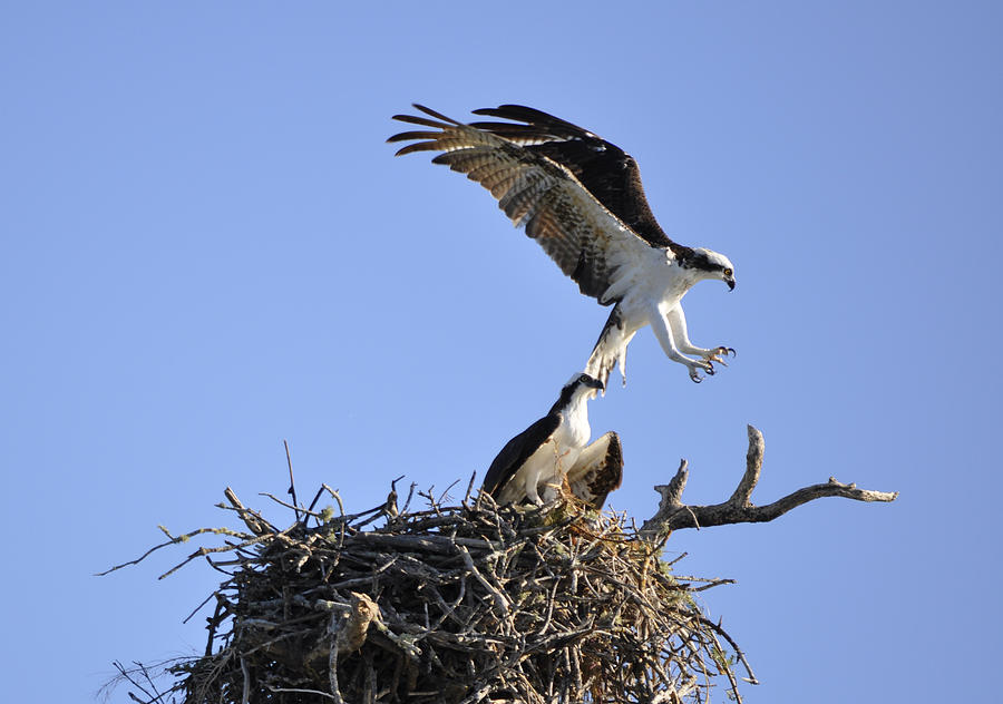 Osprey Photograph - Osprey Coming in for a Landing by Christine Stonebridge Osprey Photograph - Osprey Coming in for a Landing by Christine Stonebridge