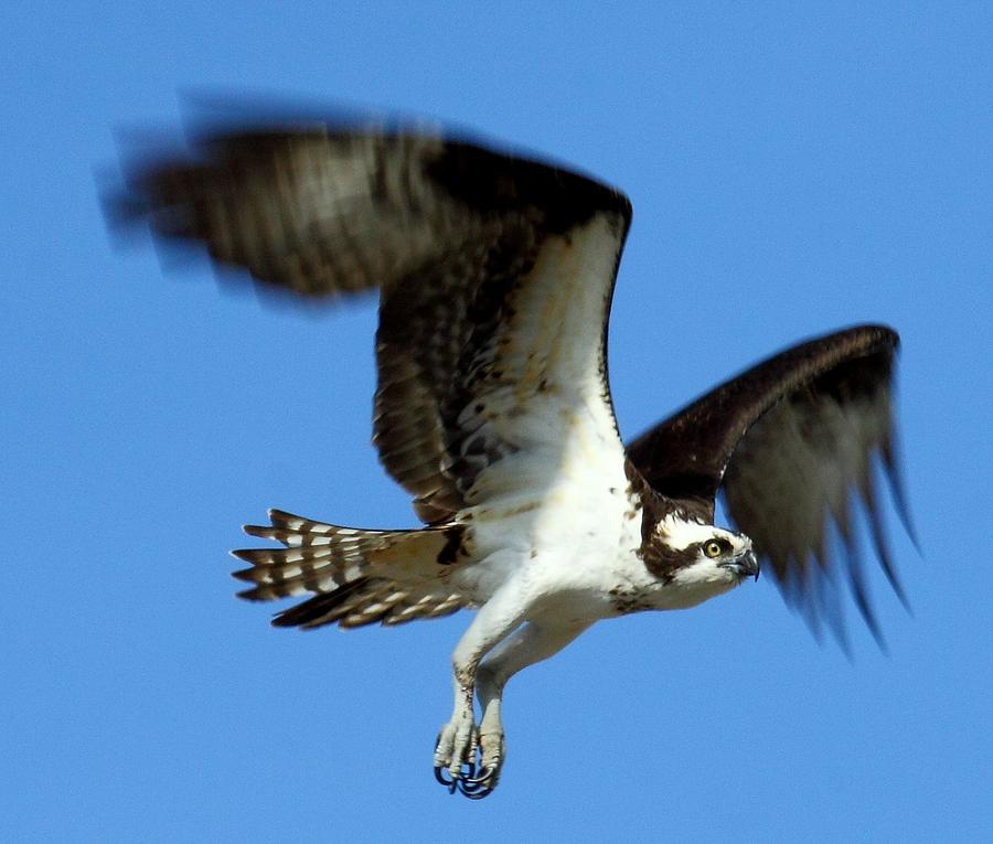 Osprey Photograph by David Corkum - Fine Art America