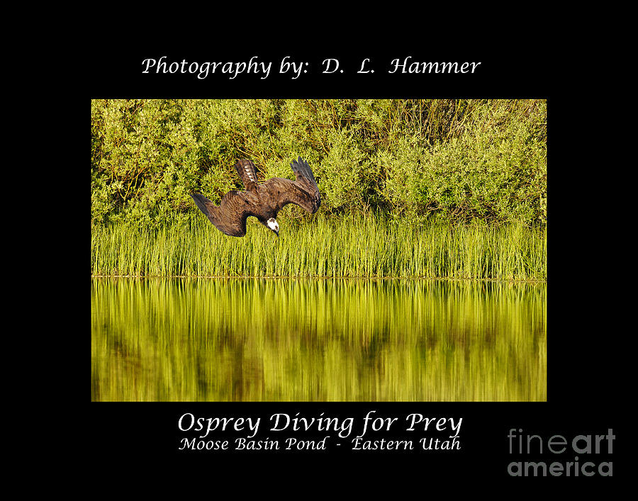 Osprey Diving for Prey Photograph by Dennis Hammer