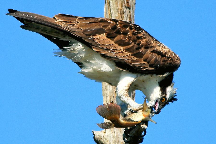 Osprey Eating A Fish Photograph by Ira Runyan