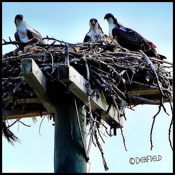 Igs Photograph - Osprey Family - The Kids Are Growing Up by Deb - Jim Photograhy