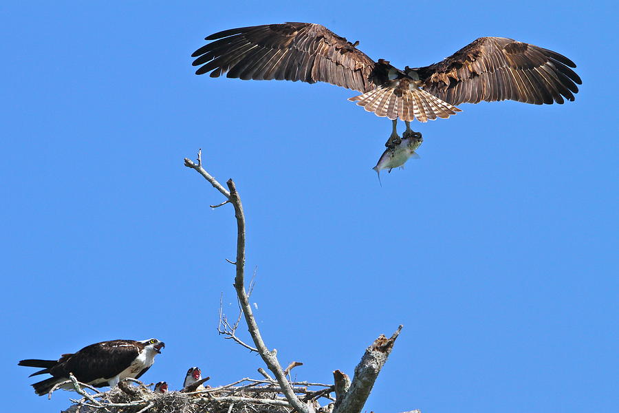 osprey feeding habits