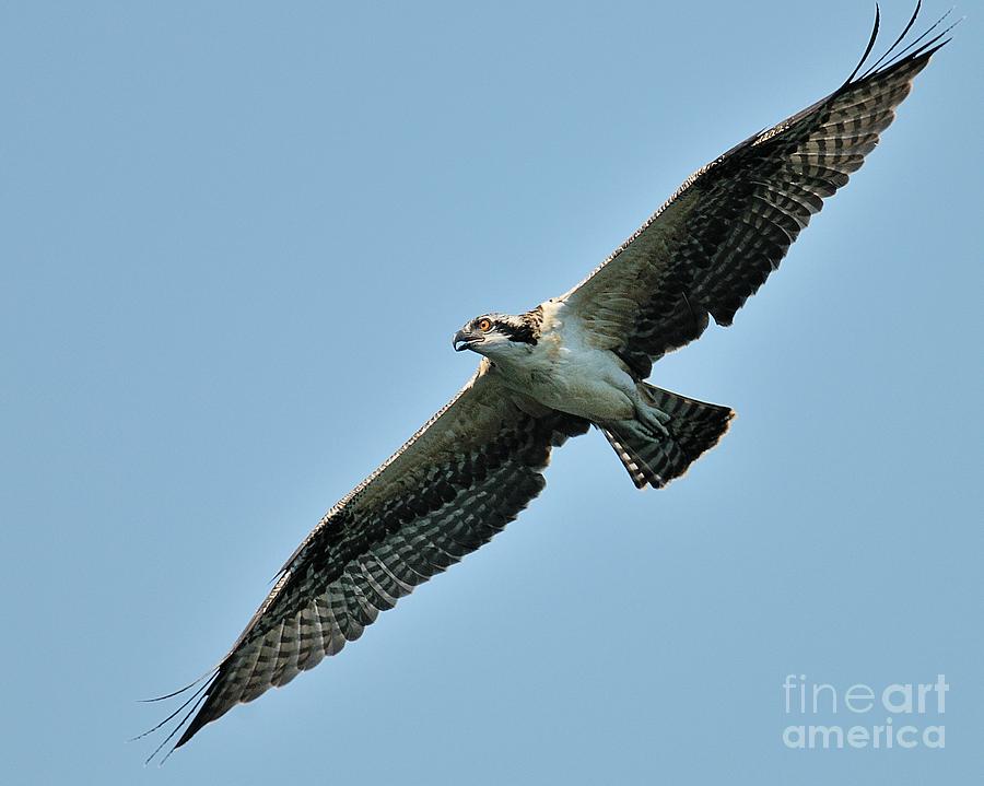 Osprey Fledgling Photograph by Craig Leaper