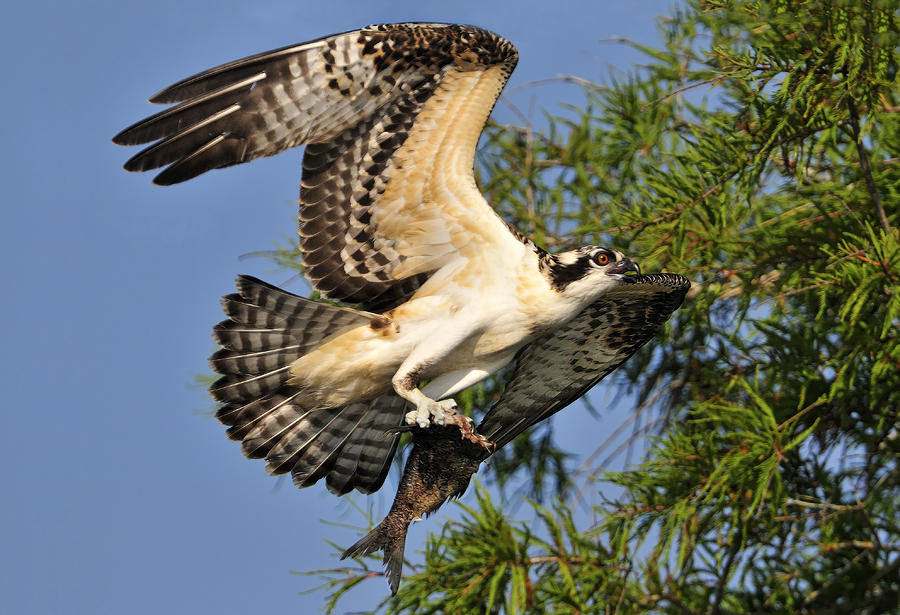 Osprey flight Photograph by Bill Dodsworth