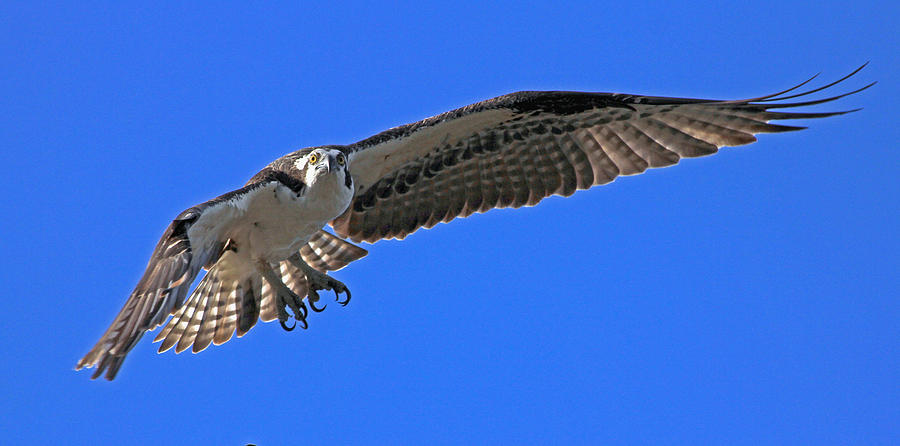 Osprey flight Photograph by Larry Nieland