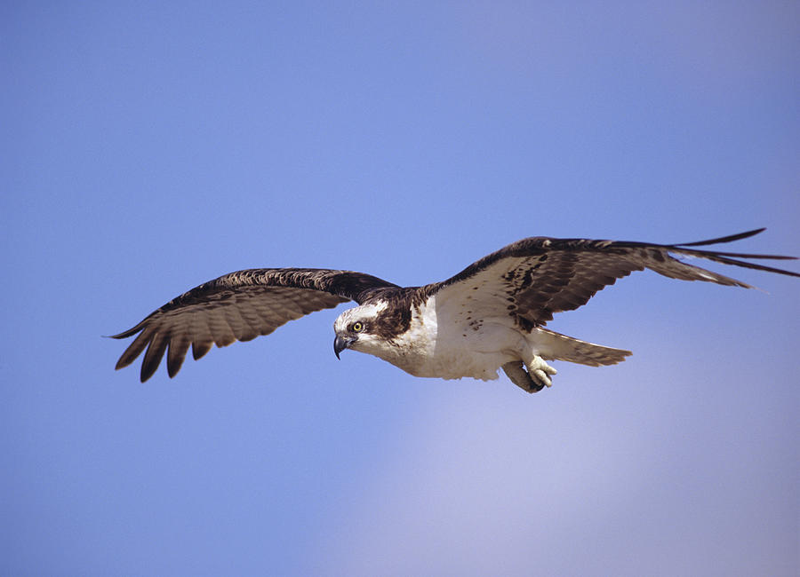 Osprey Flying North America Photograph by Tim Fitzharris
