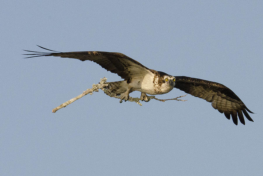 osprey nesting behavior