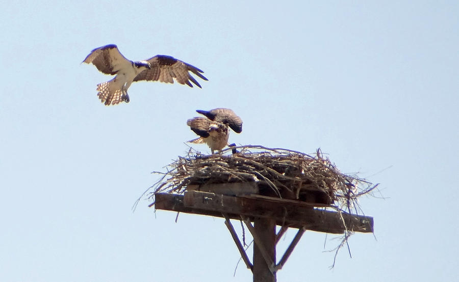 Hawk Photograph - Osprey Hawk and Family by Margaret  Slaugh