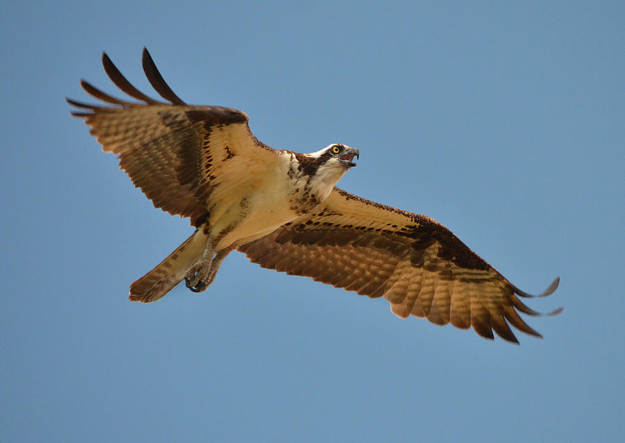 Osprey In Flight Photograph by Arvo Poolar