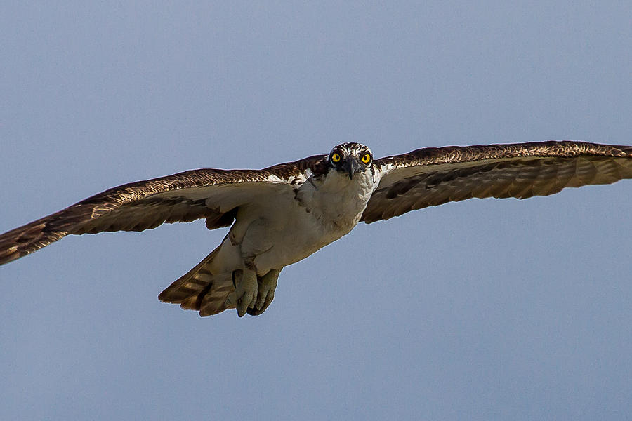 Osprey in Flight Photograph by Bill Lindsay - Fine Art America