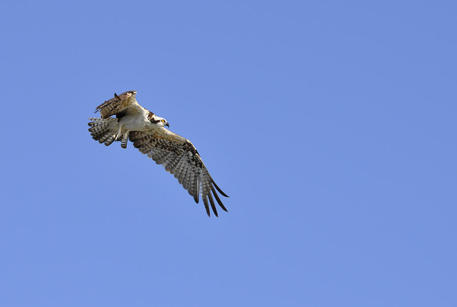 Osprey Photograph - Osprey in Flight by Christine Stonebridge Osprey Photograph - Osprey in Flight by Christine Stonebridge