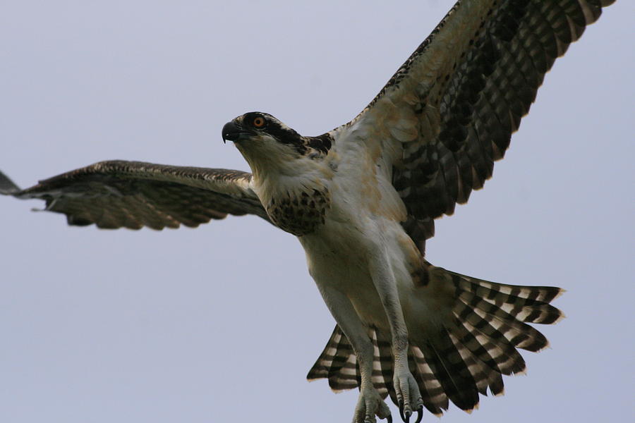 Osprey in Flight Photograph by Christopher J Kirby