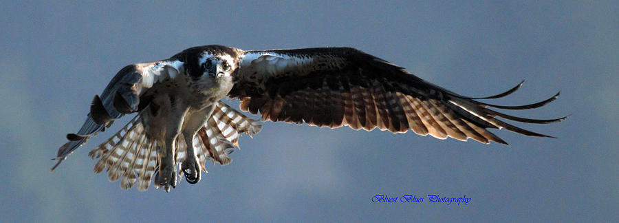 Bird Photograph - Osprey In Flight by Ed Nicholles