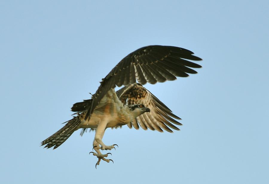 osprey flight