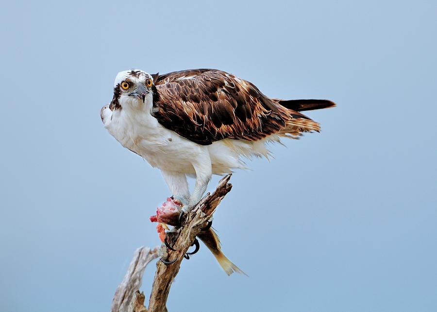 Osprey in the morning Photograph by Bill Dodsworth
