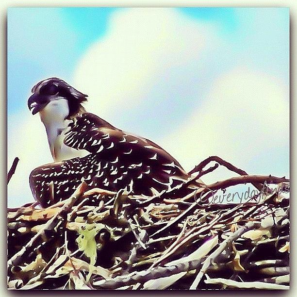 Osprey In The Nest Photograph by Deb - Jim Photograhy