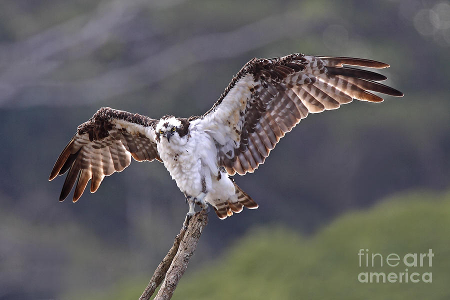 Osprey Photograph by Jean-Luc Baron