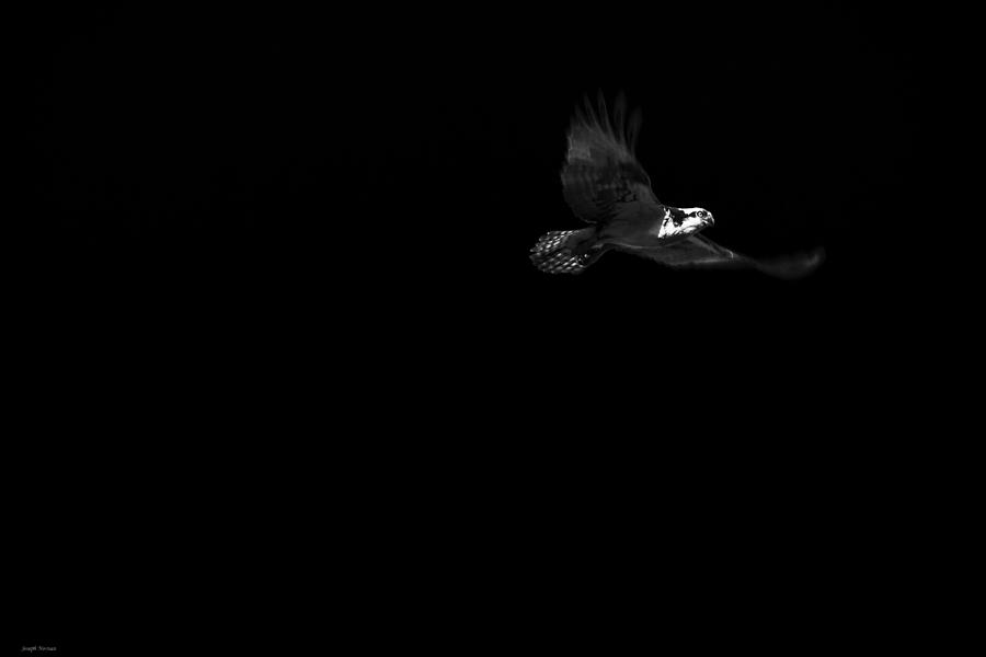 Osprey Photograph by Joseph Noonan
