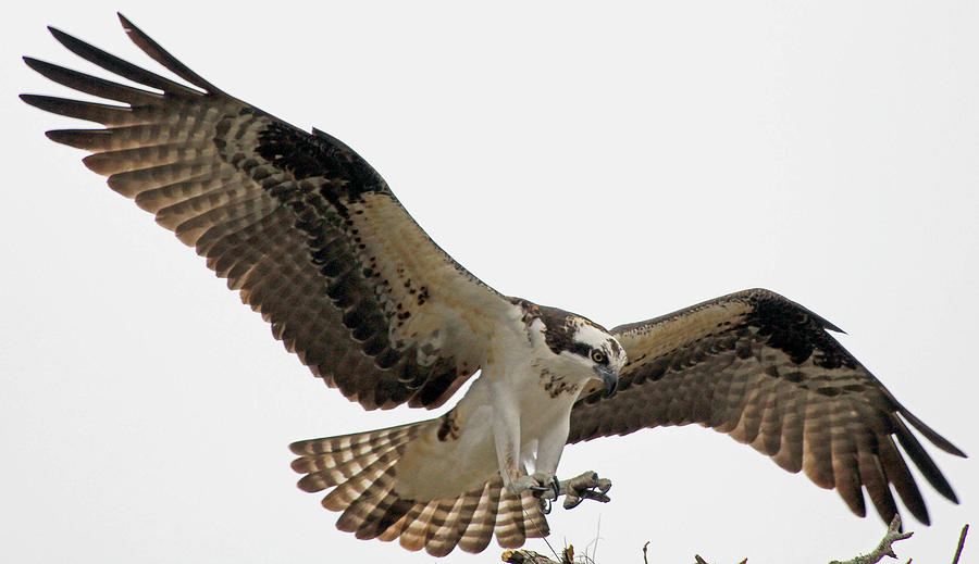 Osprey Landing Photograph by Larry Nieland