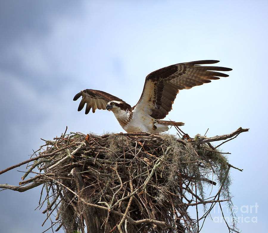 Osprey Photograph by Louise Heusinkveld
