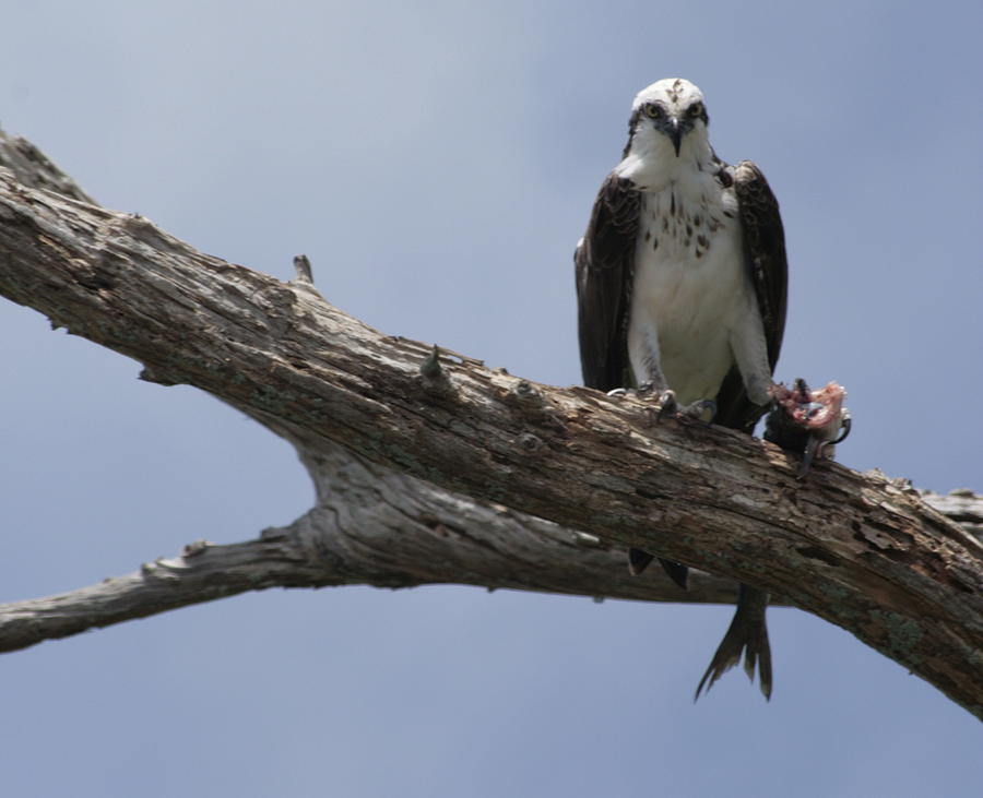 Osprey Lunches on the Loxahatchee Photograph by Christopher J Kirby