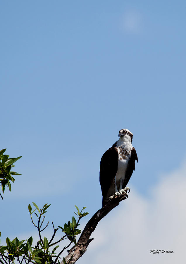 Osprey Photograph by Michelle Constantine