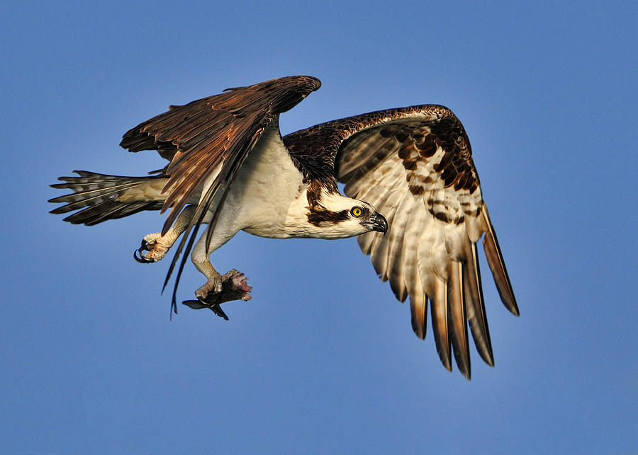 Osprey morning flight Photograph by Bill Dodsworth