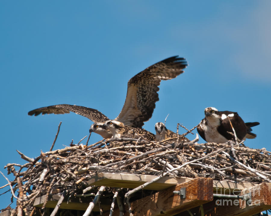 Osprey Nest Photograph by Harry Strharsky