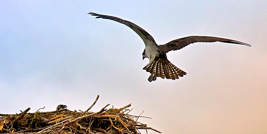 Osprey Nest Photograph by Joseph Urbaszewski