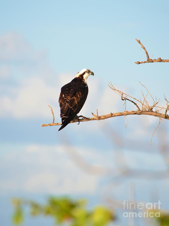 Osprey On Branch Photograph by Lynda Dawson-Youngclaus