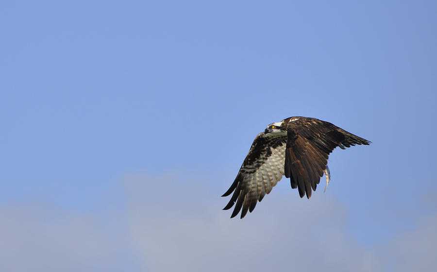 Osprey Photograph - Osprey On The Move by Christine Stonebridge Osprey Photograph - Osprey On The Move by Christine Stonebridge