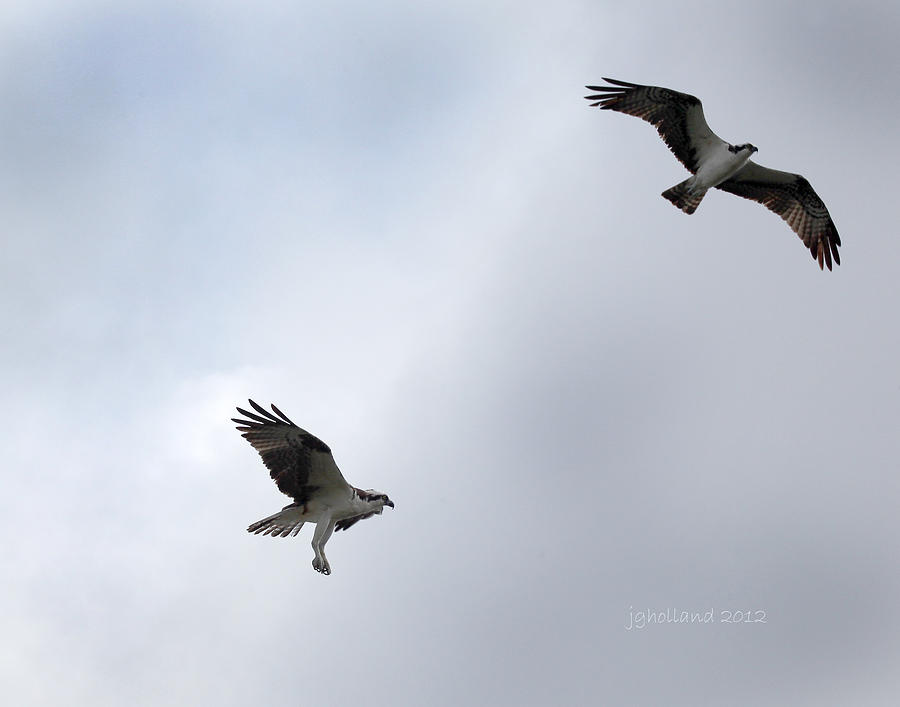 Osprey Photograph - Osprey Pair in Flight by Joseph G Holland
