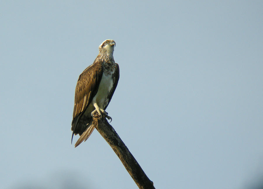 Osprey Photograph by Perry Van Munster