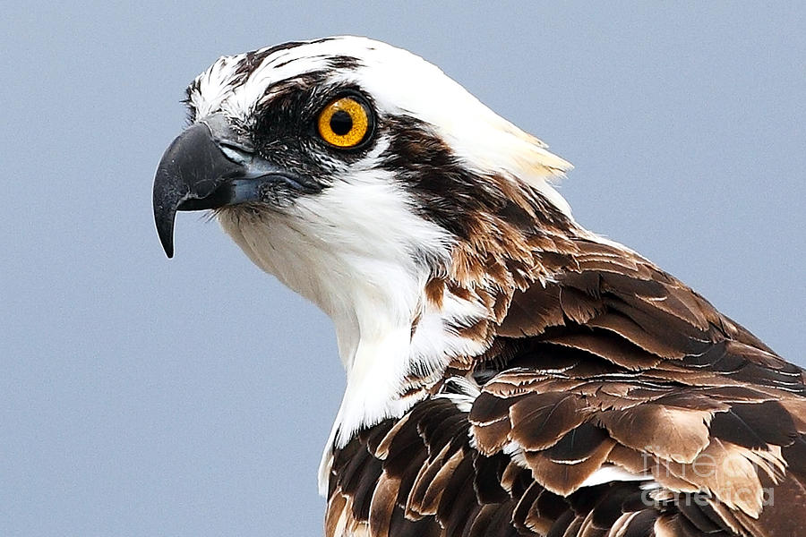 Osprey Profile Photograph by Rick Mann - Pixels