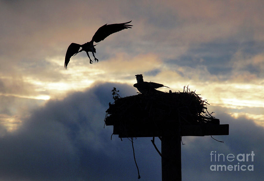 Osprey returns to nest Photograph by Gene  Marchand