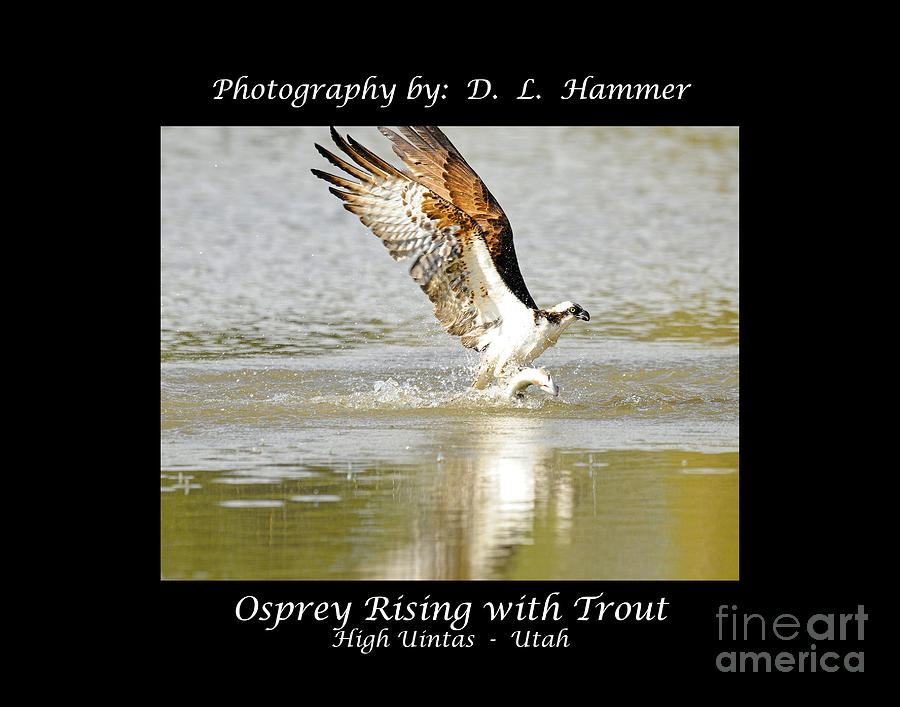 Osprey Rising with Trout Photograph by Dennis Hammer