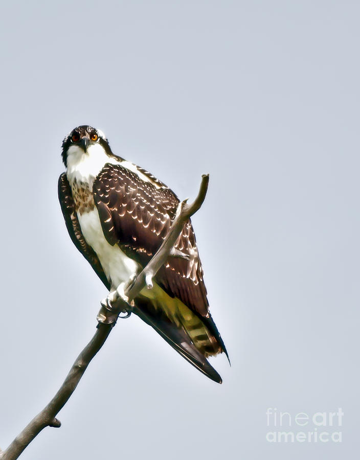 Osprey Photograph by Robert Bales
