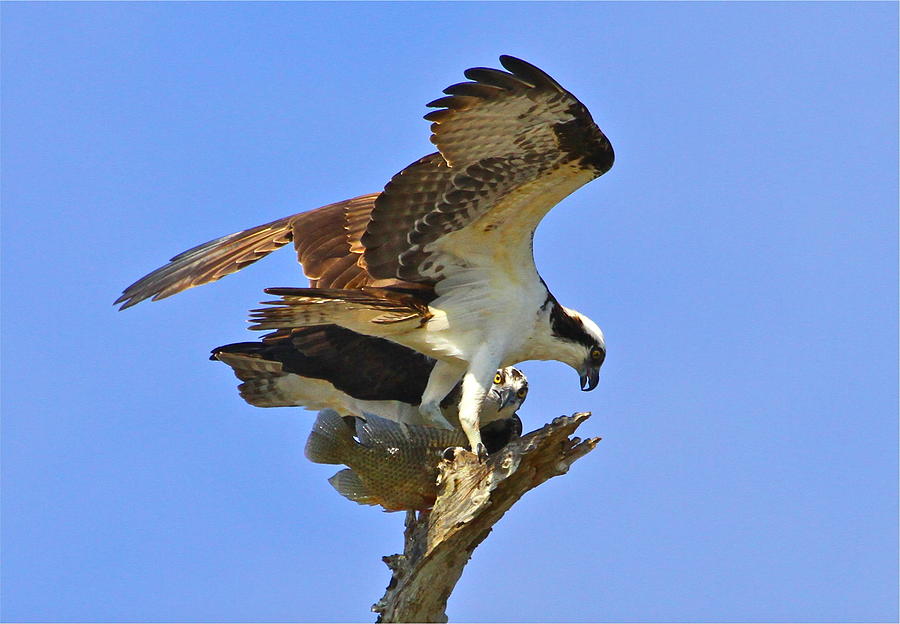 Osprey sharing fish Photograph by Carl Smith - Fine Art America